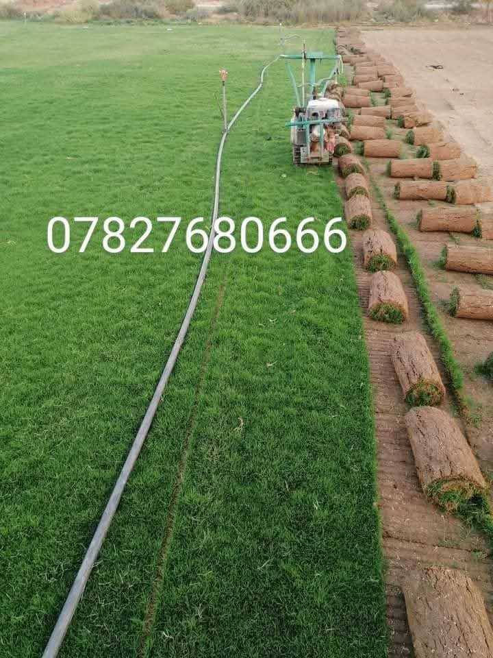 في بداية الموسم الجديد نعلن لكم بيع الثيل الهندي #درجة اولى خضار ١٠٠./. يتحمل جميع الظروف المناخيه
ثيل طبيعي وخضار ولا اروع 💚

نوعية ممتازة ودرجه اولى ⁦1️⃣⁩
ودائم الخضره 

ثيل #هندي  #امريكي   #ايطالي #انكليزي

اسعارنا الانسب وتوصيلنا الاسرع  لكافة محافظات العراق
لمعرفة المزيد راسل الصفحه او اتصل ***********/
*********** متوفر واتساب
