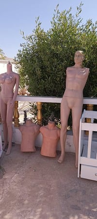 جرباية وردية • جرباية بيضاء • عارضات