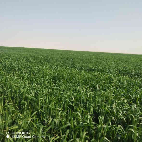 السلام عليكم ارض زراعة المكان النجف قرب معمل كار المساحه الكليه 700دونم مشيد عليهه ثلاث مرشات وكل مرشه طاقه شمسية زاد مولده عقد بسمي وحلين مرشتين جد ومرشه حنطه ***********
