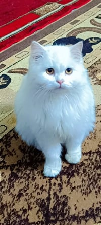 قطة • أقل من ٧ أشهر • ناصريه الشموخ