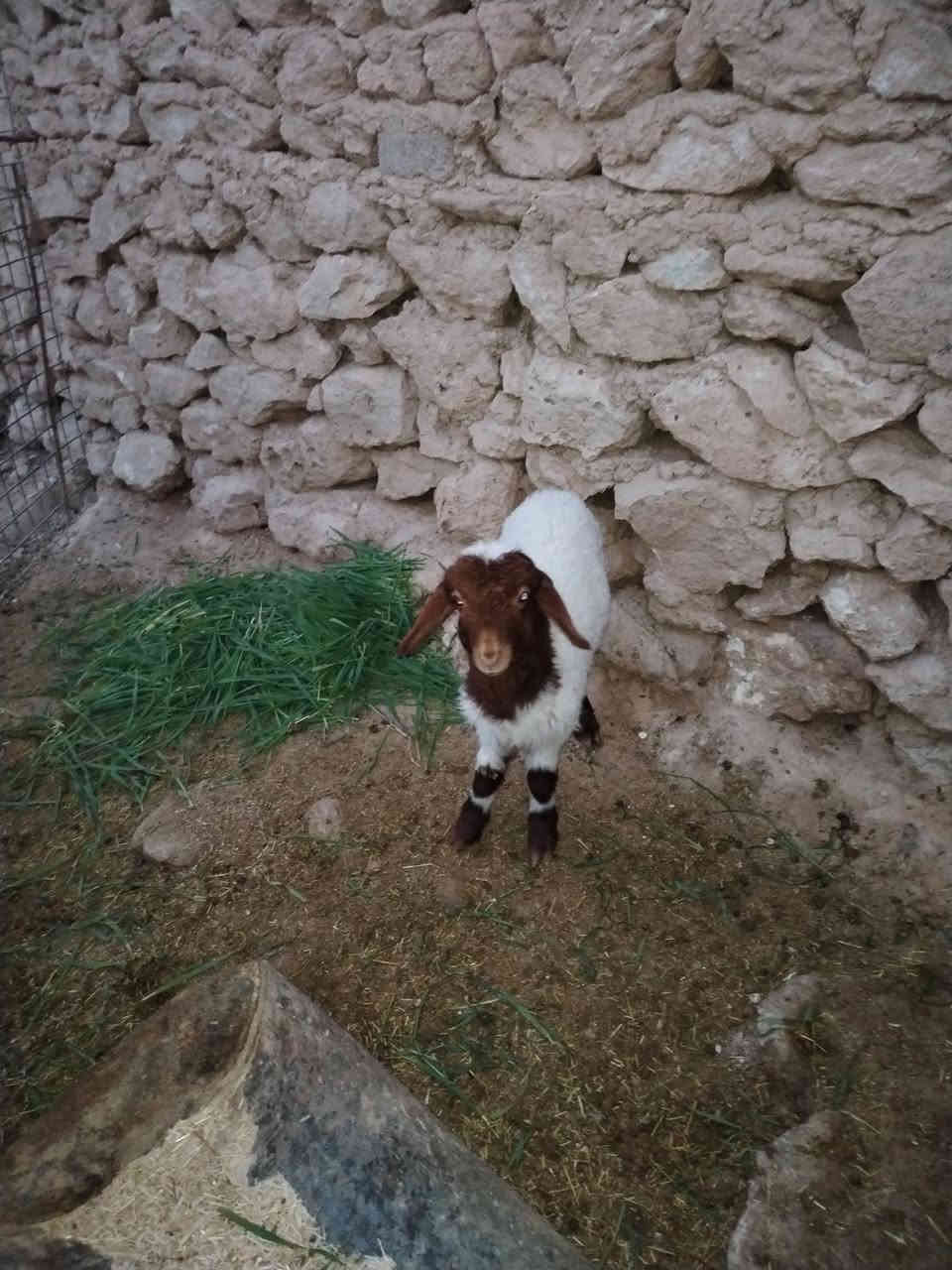 سلام عليكم متاح طلي ياكل نصاح على كل عيب فول مواصفات سعر ١٨٥ بي مجال بصيط مكان حديثه ليريد يجي خاص او يتصل على رقم ***********
