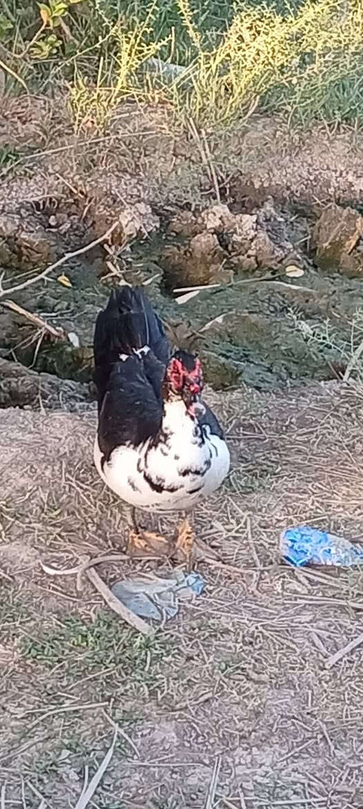 فحل بش مصري البيع 20 تعال خاص


**إذا كنت صاحب هذا الإعلان وتريد حذفه لأي سبب، رجاءا أرسل رسالة إلى الدعم الفني**