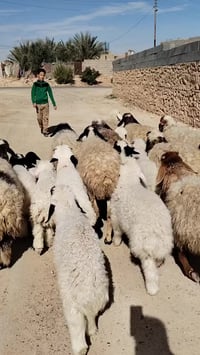 الحديثة • مطفل ١١م • مجنوي