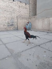 متاح ديج هراتي  السعر ٥٠ الف ٠٧٧٠٥٣٩١٣٣٥ عنواني شهداء البياع
