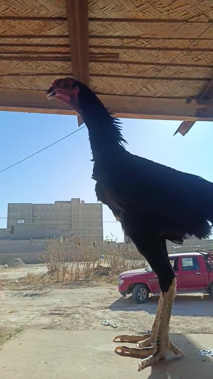 مخلف هزاز كوبرا خشن فول هزاز تكريت صلاح الدين ***********8التفاصيل أول تعليق
