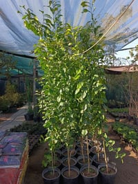 #ياعلي تم وصول وجبه جديده من الحمضيات ((ديالئ)) والنارنج الأحجام العمل...