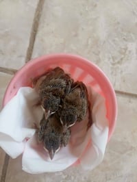 بلابل للبيع خانقين 07722549723