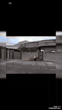 حمزلي بغداد • ٢٠٠م • دار زراعي