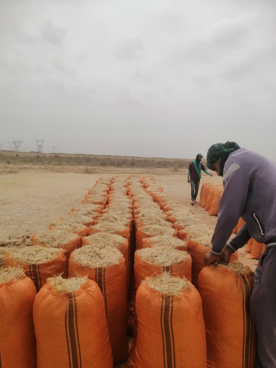 يوجد تبن للبيع درجةالولة شليف أبو 60 طول 83 السعر لزوج 2500 مطروح بالمكان رقم الهاتف *********** //***********
