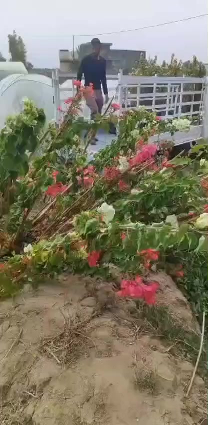 ماكو داعي نحجب الفيديو واضح كميات مفتوحه 
***********
