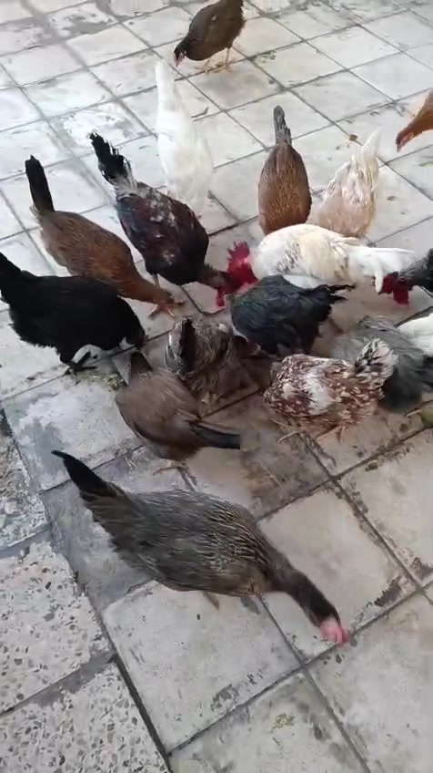 دجاج البيع كلهن بياضات وماخذات لقاح كامل


**إذا كنت صاحب هذا الإعلان وتريد حذفه لأي سبب، رجاءا أرسل رسالة إلى الدعم الفني**