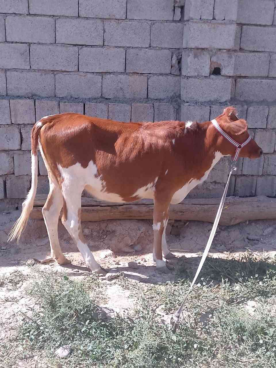السلام عليكم للبيع بچر جنس اصليه مالت بيت ترهم ربط وجنيه اصرفت وما صرفناها شرط على كل عيب السعر مليون و430وبيها مجال قليل الاستفسار الاتصال على الرقم ***********
