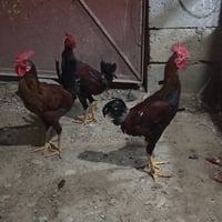 ديوك • دجاج • بط • دواجن • حيوانات للبيع