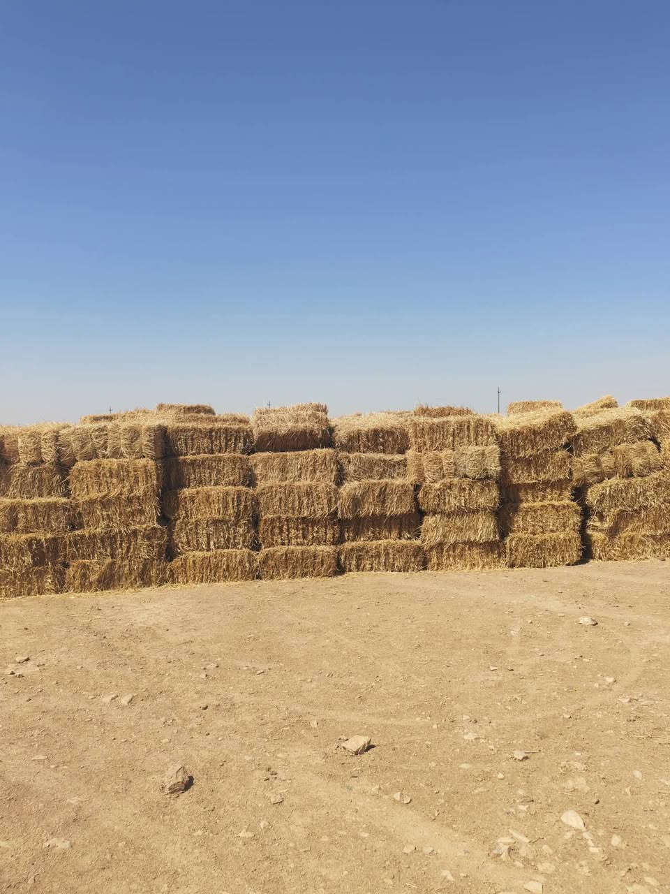 سلام عليكم تبن للبيع عدد 2600قياس اللكه من 90الى 100مجمعينه مكان واحد السعر (الف ونص)قفل ومكاني السماوه الخضر هاذ رقمي  *********** واتساب
