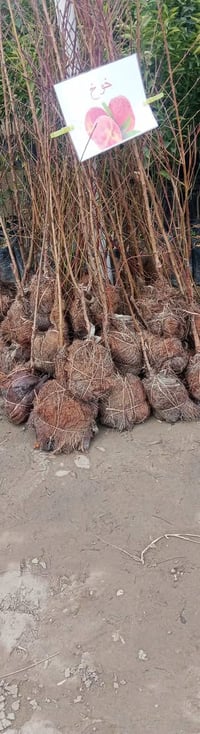 خوخ هرفي • ارتفاع متر ونص • كربلاء الحسينية