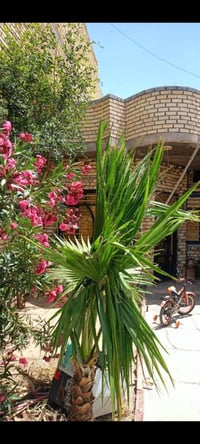 دار للبيع • ١٥٠م • العوفيه