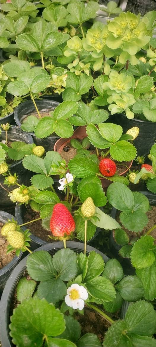 نبات فراولة مثمر وبأسعار جدا مناسبة
سندانة صغير ب٧٥٠ فقط
سندانة وسط بالف سندانة كبيرة بي شتلتين بالف ونص فقط
عنواننا خانقين بختياري الثانيا نهاية شارع العصائب واسواق صالح حمود


**إذا كنت صاحب هذا الإعلان وتريد حذفه لأي سبب، رجاءا أرسل رسالة إلى الدعم الفني**