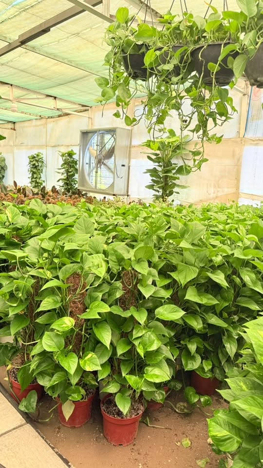 🌿 حديقتك تستحق الأفضل… والبداية من مشتل جوري! 🌿

هل تبحث عن نباتات صحية، أزهار مميزة، وأسعار تناسب الجميع؟

في مشتل جوري نوفر لك تشكيلة واسعة من:
🌸 نباتات الزينة الداخلية والخارجية
🌳 أشجار الظل والأشجار المثمرة
🌹 الورود والشتلات الموسمية
🪴 ومستلزمات زراعية 

⭐ جودة مضمونة
⭐ أسعار منافسة
⭐ تشكيلة تتجدد باستمرار

🎉 لفترة محدودة: استفد من عروض خاصة على مجموعة مختارة من النباتات.

📲 لا تتردد، راسلنا أو اتصل بنا الآن

📞 **الهاتف:*************

📍 العنوان: بغداد – (القاهرة الثانية قرب تقاطع الطالبية )

مشتل جوري… حيث تبدأ الحياة الخضراء. 🌿
