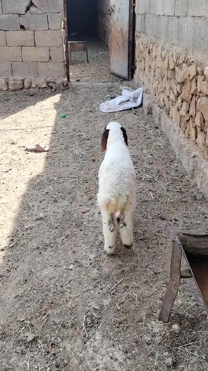 فطيمه شرط نصاح سعره 125 اي استفسار اتصل علا رقم *********** مكانه حديثه .الخفاجيه
