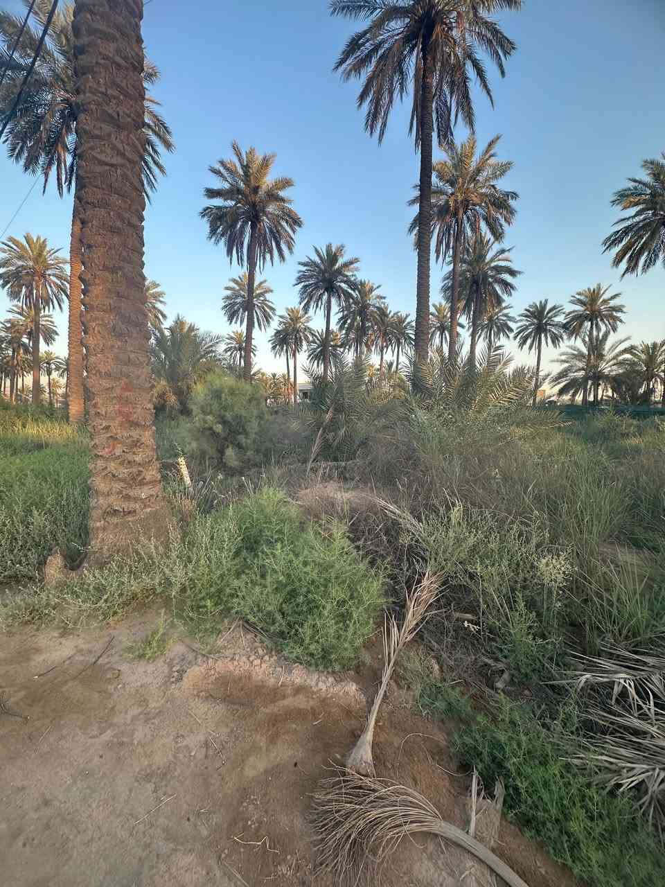 ‏السلام عليكم قطعة أرض زراعية في شارع أبو علي التميمي المساحة 100 متر ويوجد في الشارع كهرباء  وماء و مجاري و يوجد بناء في الشارع للبيع بسعر مناسب
للاستفسار: ***********
