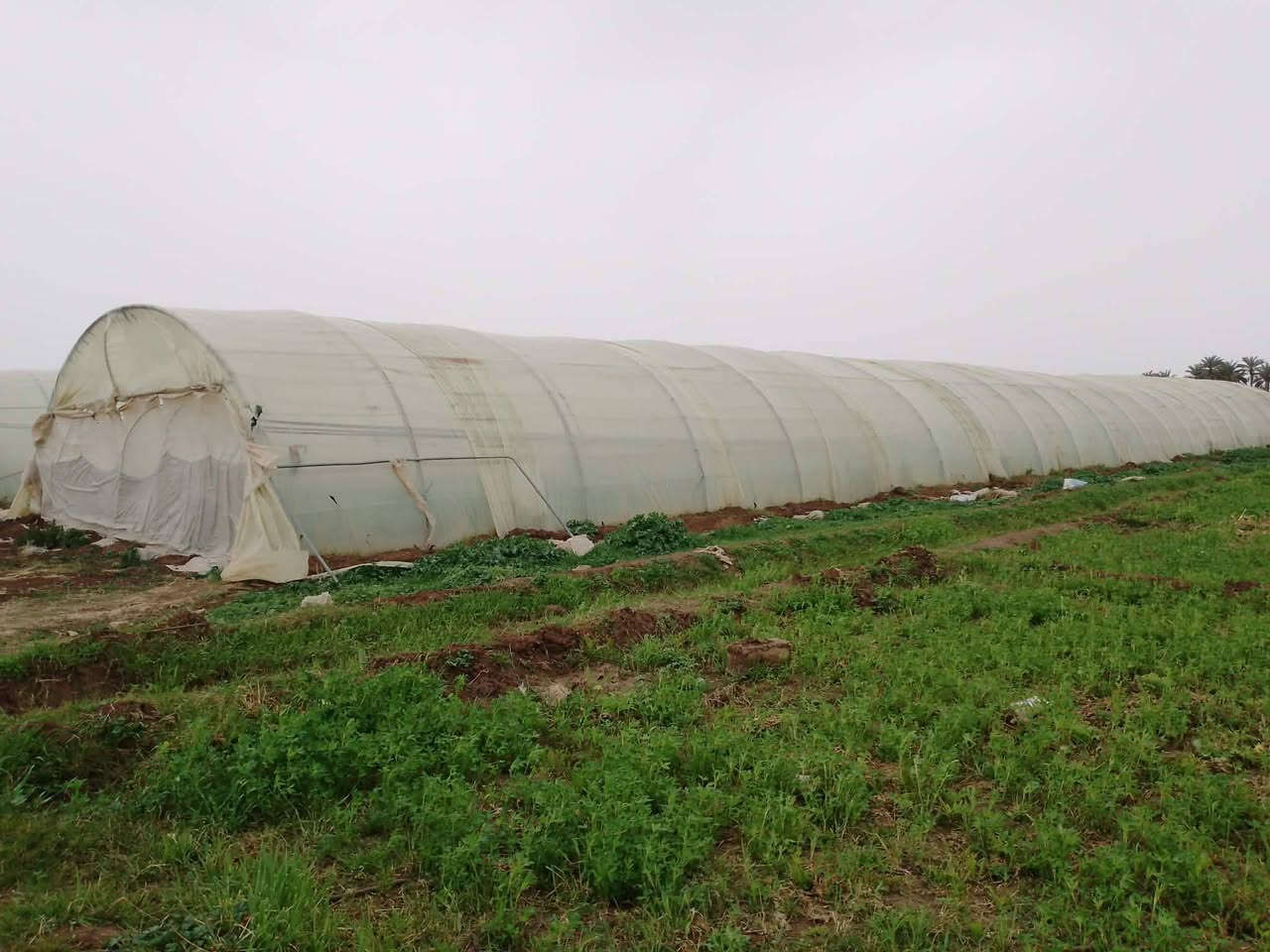 السلام عليكم عندي بيوت العدد اثنين واحد اردني 22 قوس 52 متر واحد لبناني 22 قوس هم 52  العنوان بابل والنايلون اردني قطع 12 قطعه البيت ***********
