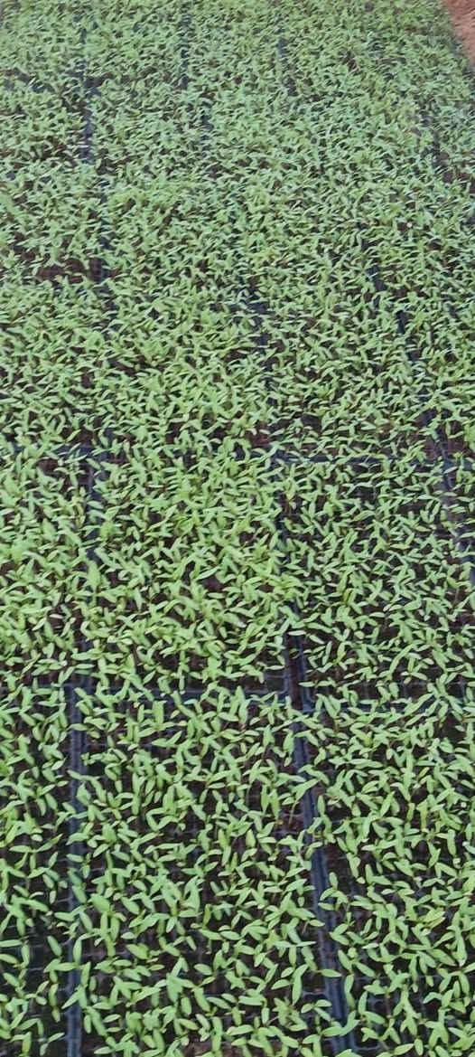 سلام عليكم  يتوفر دايات طماطه
مايكوري /والمايه،/والكلوز
*********** التواصل  
***********
