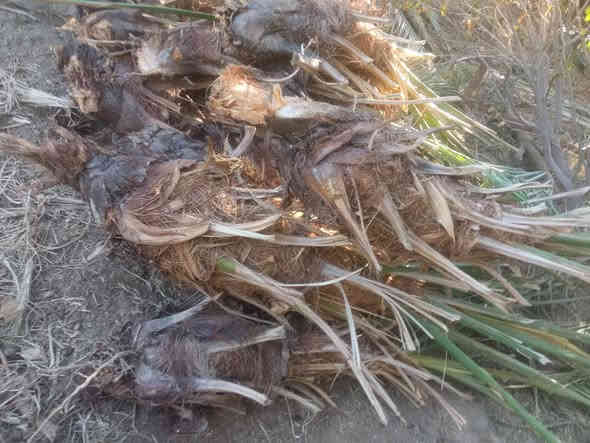 سلام عليكم 
لعشاق النخيل يتوفر فسائل نخيل خستاوي درجة اولى واحجام مختلفة سعر القطعة 15الف بي مجال واذا قطعتين ويوجد توصيل
***********
