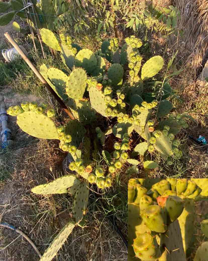 🌵 متوفر لدينا كفوف التين الشوكي العراقي الأحمر العادي 🌵🔴

✅ كف مثمر: 4,500 دينار
(بدون سندانة)

✅ كف بدون ثمار: 3,500 دينار
(بدون سندانة)

🚚 التوصيل إلى جميع محافظات العراق: 5,000 دينار فقط 🚚

🌵 Prickly Pear - التين الشوكي 🌵

للطلب والاستفسار، راسلنا على الخاص.


**إذا كنت صاحب هذا الإعلان وتريد حذفه لأي سبب، رجاءا أرسل رسالة إلى الدعم الفني**