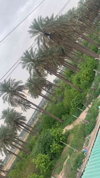 4 دوانم للبيع موقع مميز الواجهه 200 العنوان الفحامة مقابل قصر ليث العب...