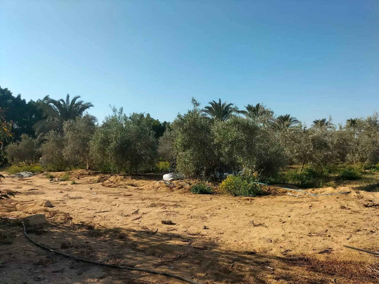 للبيع بفضل الله 
9فدان ونص  ملك نهائي 
كهربا 
وبير خاص 
علي اول طريق الدولي العلمين 
كيلو من الكرته الدولي 
وكيلو ونص من طريق مصر اسكندريه الصحراوي 
الارض مزروعه زيتون 
السعر 13مليون مقابل للتفاوض 
للاستفسار م عبدالرحمن 01228093109


**إذا كنت صاحب هذا الإعلان وتريد حذفه لأي سبب، رجاءا أرسل رسالة إلى الدعم الفني**