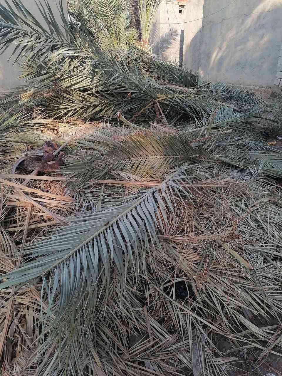 السلام عليكم متوفر سعف أخضر ويابس وكرب ليردهن يتواصل *********** ديوانيه قضاء السنيه
