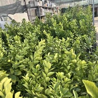 مشتل نور الهدى • برتقال عراقي • الأنبار حديثة