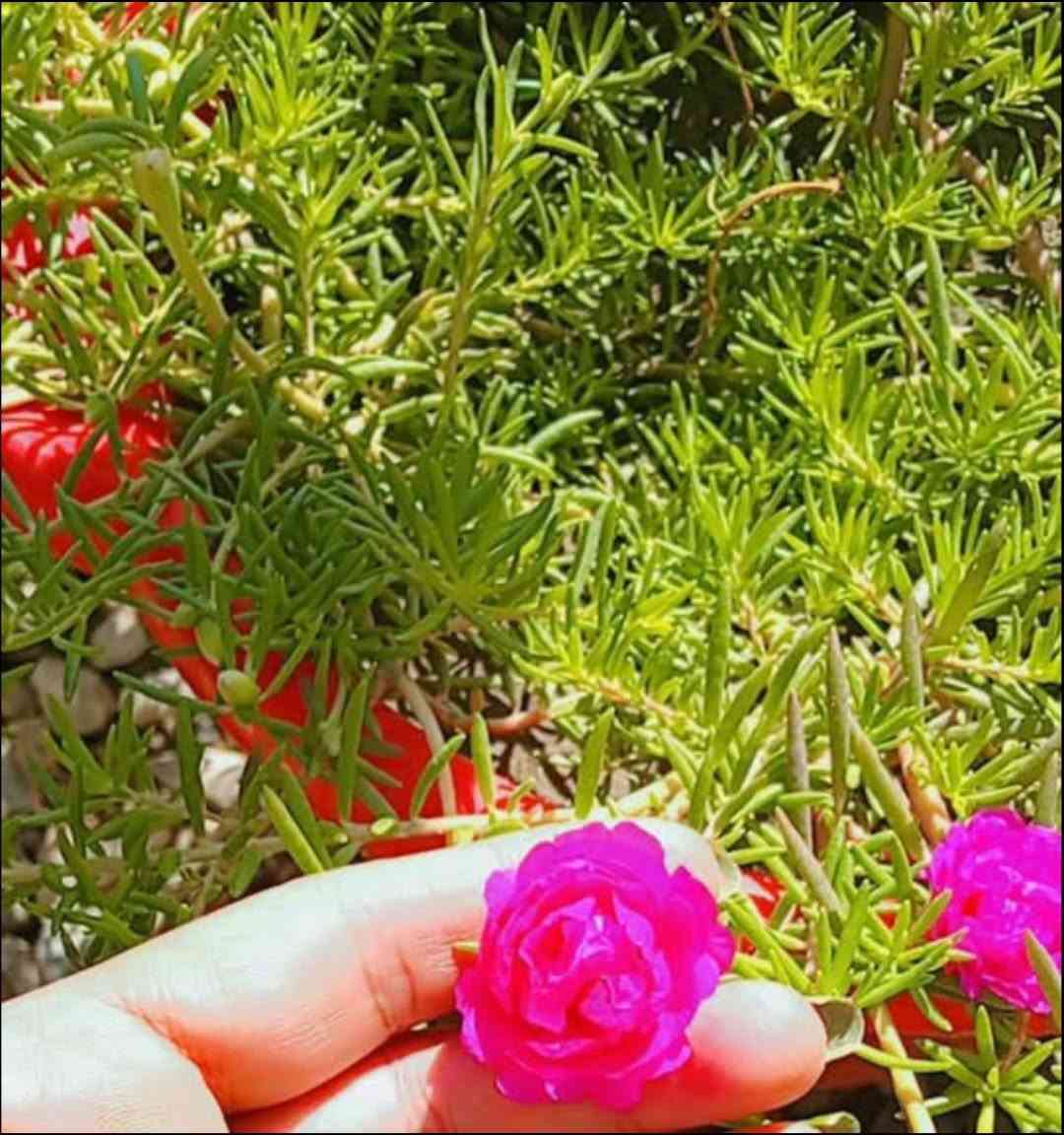 سلام عليكم
سنادين ورد صباح للبيع عراقي وامريكي 
السعر السندانه الف دينار فقط
 العنوان هيت يوجد توصيل داخل هيت الف محافضات 5 
للتواصل ‭***********‬

