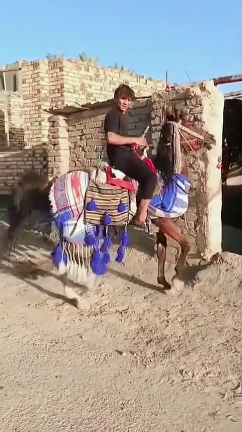 السلام عليكم فرس اهوازية جزيرية كتاب وشريحة عمرة سنتين ونص ارتفاعة 152 مصطرة مكفولة من كل عيب الفرس فارغة مامشباية الفرس واحد علة واحد ورجان المايشتري لا يخابر سعرة 2ونص وبية مجال مكاني حلة مركز المدينة جسر نادر منطقة الجنابين اني مو بقضاء الحلة بل مركز حياك الله ***********
