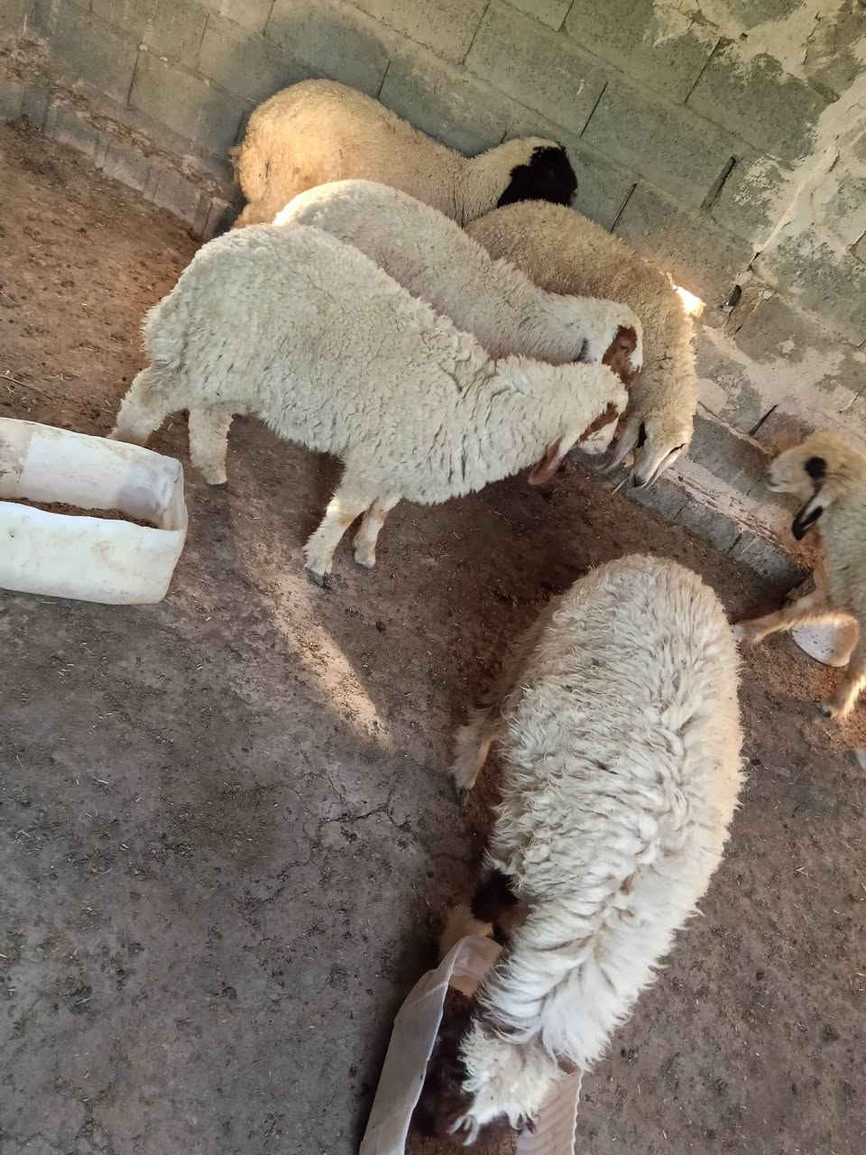 السلام عليكم هلال للبيع 
***********
