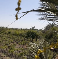 مقاطعه ٣ عواره • بستان ٩ دوانم • عنب حلواني