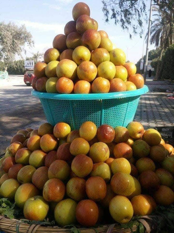 السلام عليكم
على بركة الله هذه الأيام بداية موسم التطعيم للسدر(النبگ)
النجاح مضمون % مئة بالمئة وخبرة في هذا المجال لسنوات عديدة ،
والأسعار مناسبة جداً ولكل المحافظات تطعيم #المشاتل_والمزارع_والبساتين_والحدائق 
ماعليك سوى ترك عنوانك ورقم الهاتف وعدد السدر المراد تطعيمه
والباقي علينا
للاستفسار مراسلة الصفحة الشخصيه أو الاتصال على رقم الهاتف واتس آب ماسنجر
العنوان ذي قار قضاء النصر
 مسلم العتابي
  رقم الهاتف***********
