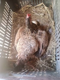 دجاج عرب • بط بياض • تكريت القادسيه