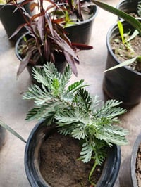 نبات كواكب • استعمال طبي • عامرية الفلوجة