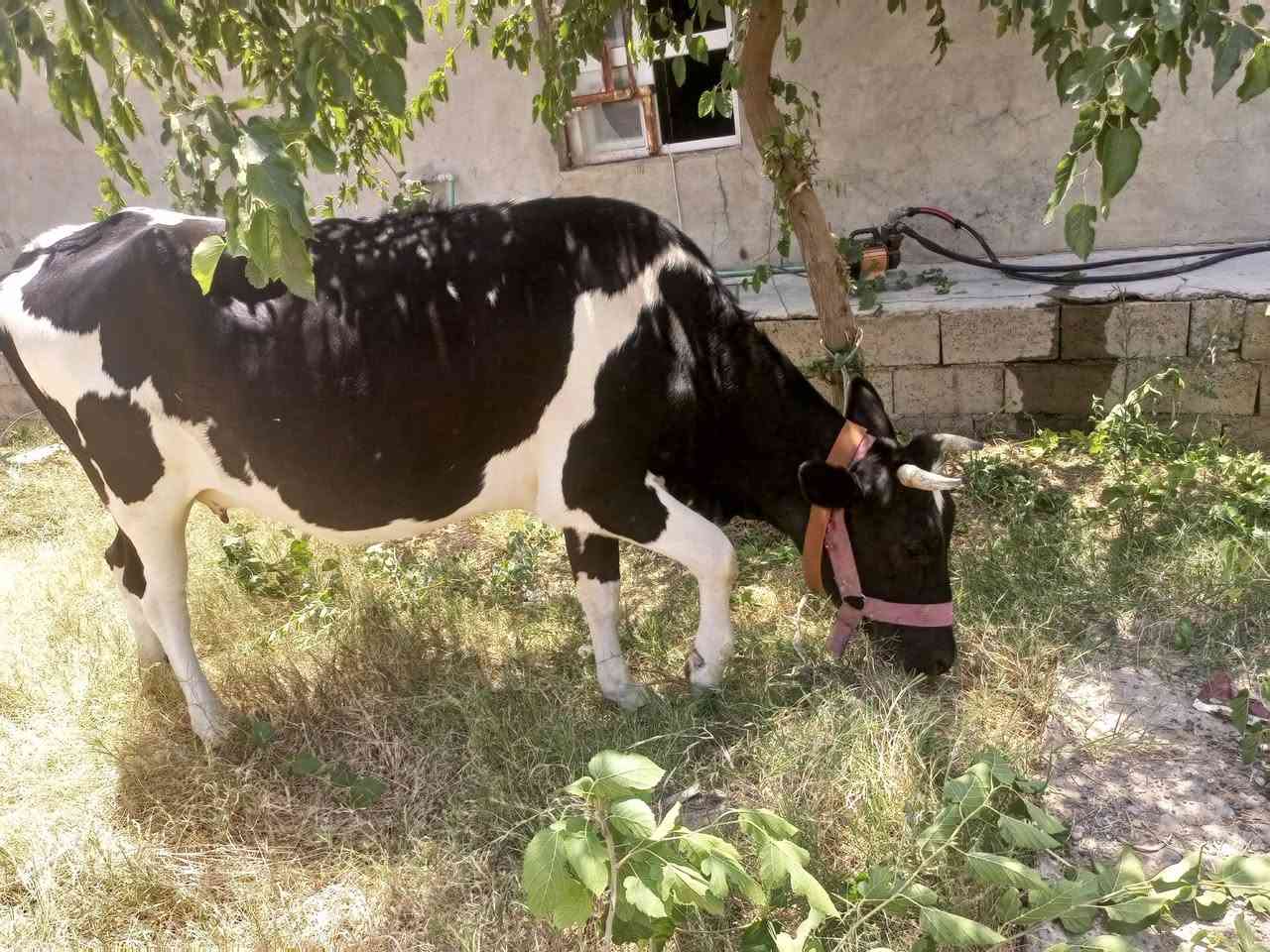 بقره فريزيه مال بيت خشنه ام ثاني حاطه على ميلاد حليب ودسامه خير من الله وين اليدور حلال مال جني الشراي يتصل ***********
