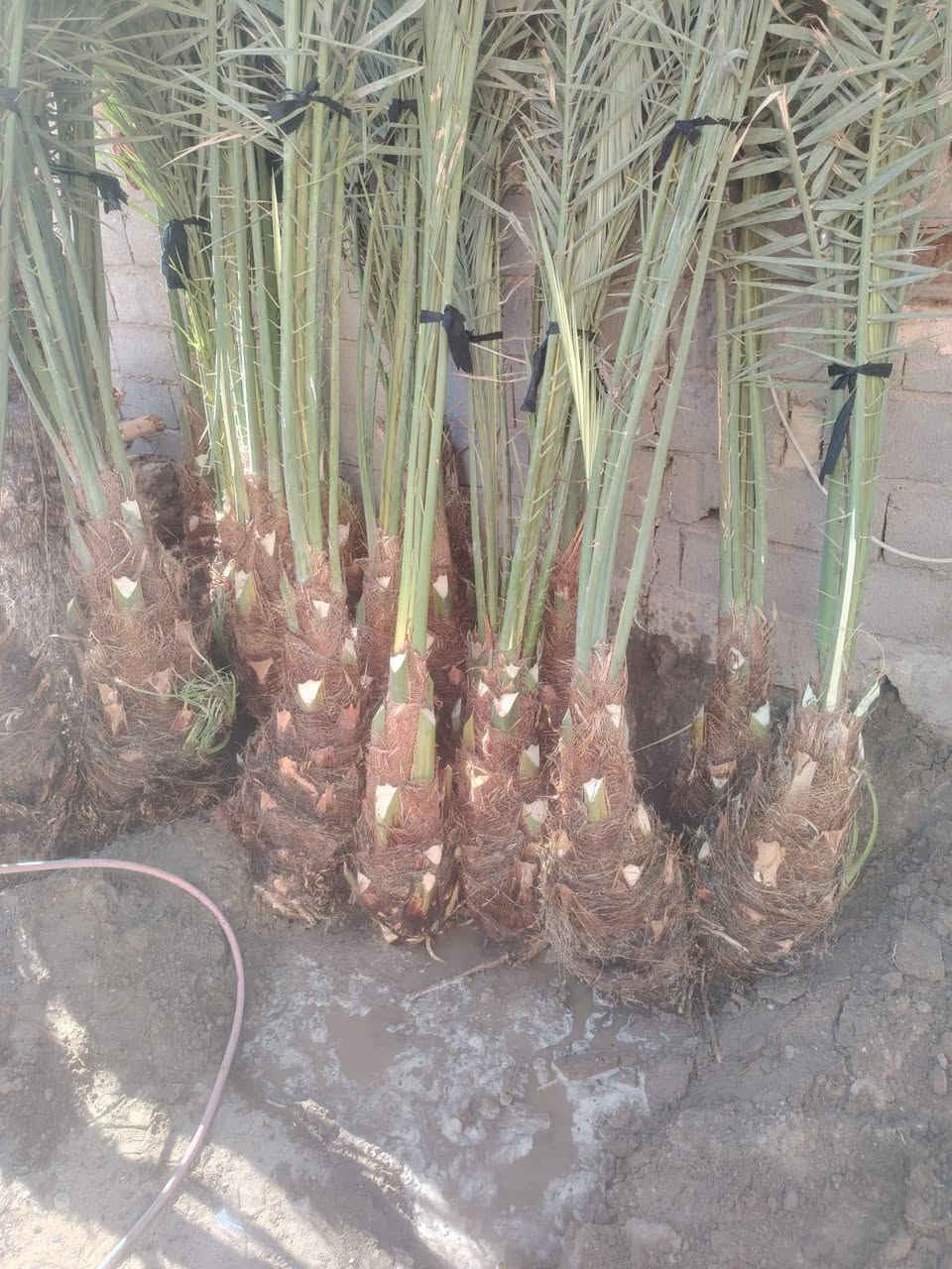 سلام عليكم يوجد فسال برحي مكتومي جبجاب بريم بلكه قرفلي عجوت المدينه عنوان بابل قرب سيطره لآثار ***********
