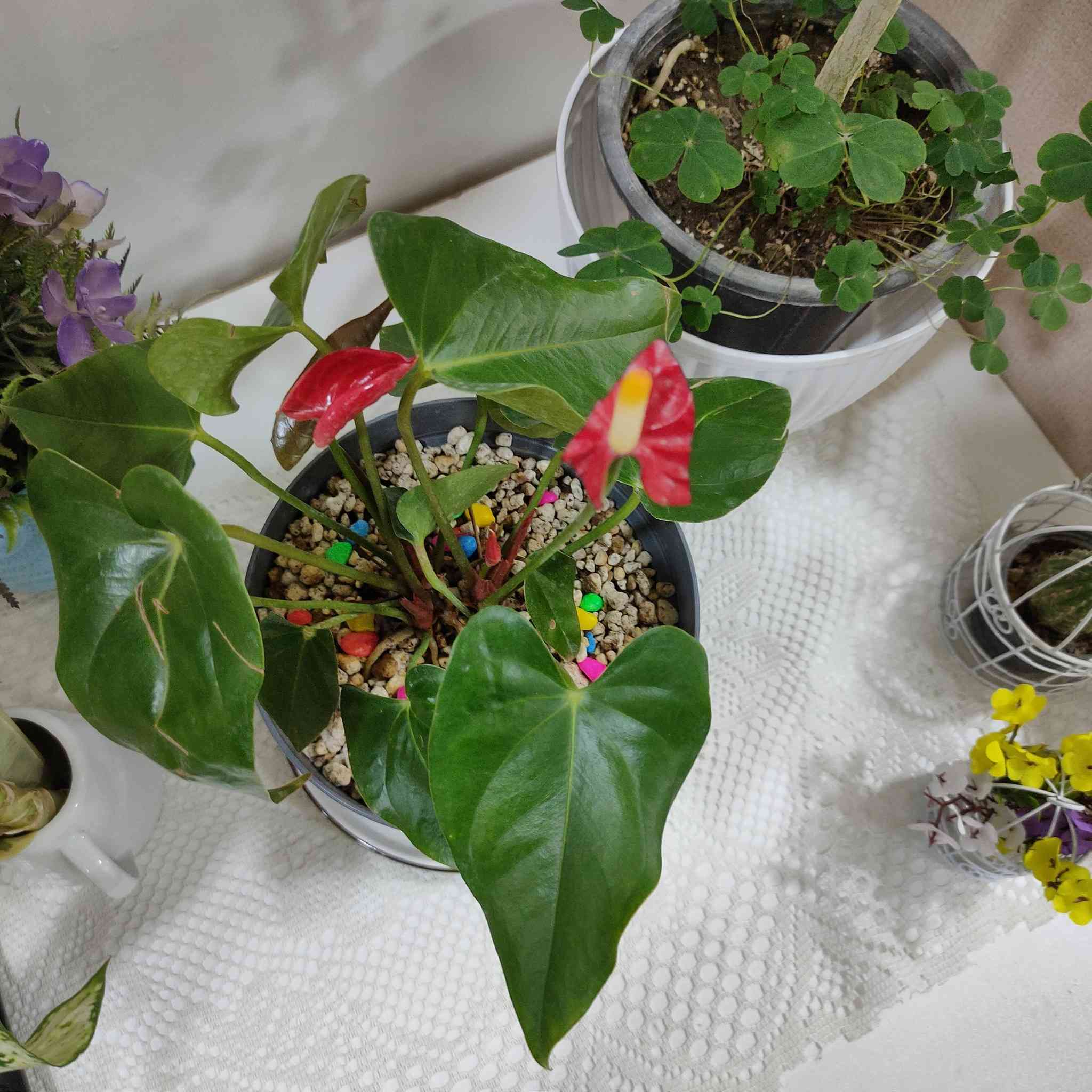 نباتات ضليه متوفرة 💚💚💚


**إذا كنت صاحب هذا الإعلان وتريد حذفه لأي سبب، رجاءا أرسل رسالة إلى الدعم الفني**