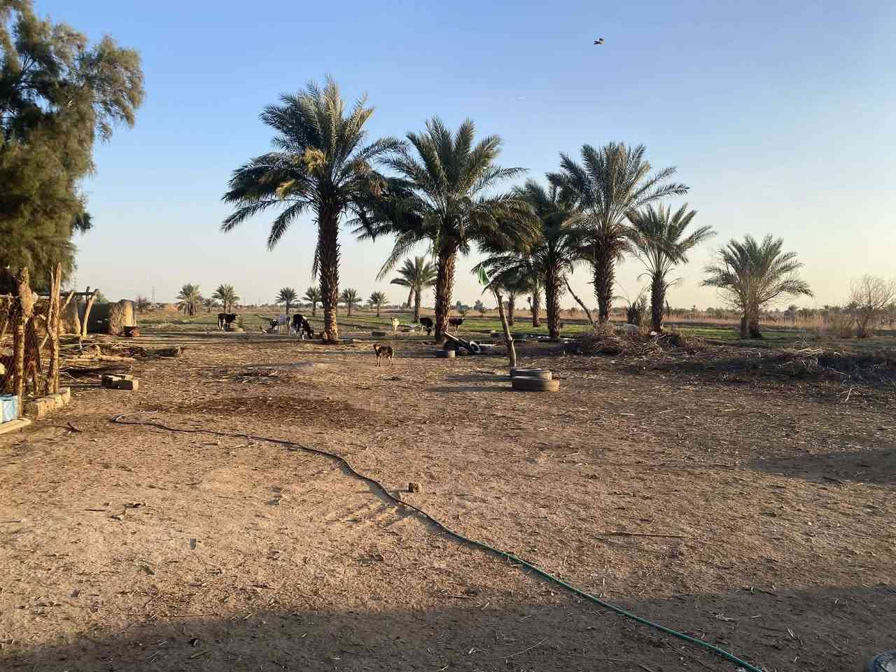 السلام عليكم 

اللهم صل على محمد وال محمد 

يوجد لدينا قطعة أرض للبيع  

عنوانها. الشوملي البراكيه 
جدول حسان  تبعد عن الشارع العام 
كيلو متر واحد 

وشارعها قيد التنفيذ 
ارض زراعيه وحلوه 
بيها ماء وكهرباء 

المساحه (20) دونم 

طابو زراعي سند 25 تحويل مباشر بأسم المشتري

الارض تنباع كامله  مو قطع

للاستفسار الاتصال على الارقام التالي

***********يوجدوتساب
