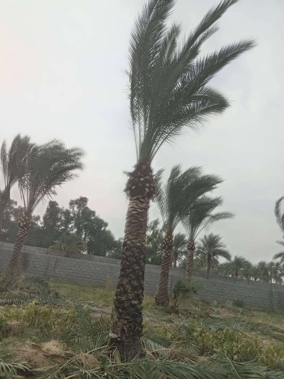 دونم للبيع (طابو صرف)🏤
على الشارع الرئيسي مباشرتا مسيج بلوك  يحتوي على كافة الخدمات من ماء وكهرباء وتبليط بالاضافه يحتوي على نخيل نوع برحي تحويل مباشر 
الموقع ابو غريب 10مناصير 
للااستفسار الاتصال📞 ***********
