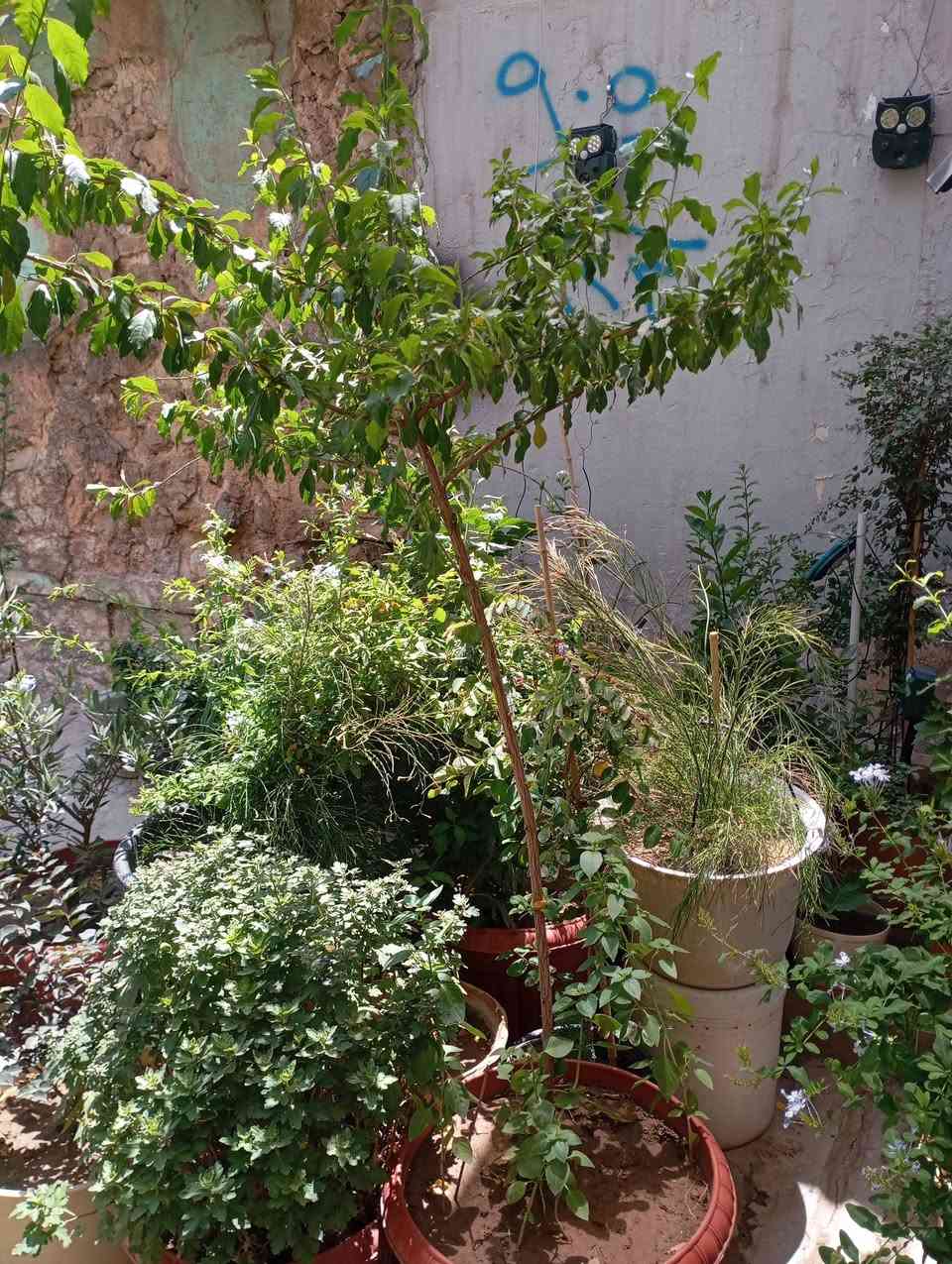 نباتات للبيع خابرني تدلل اسعار مناسبه***********
