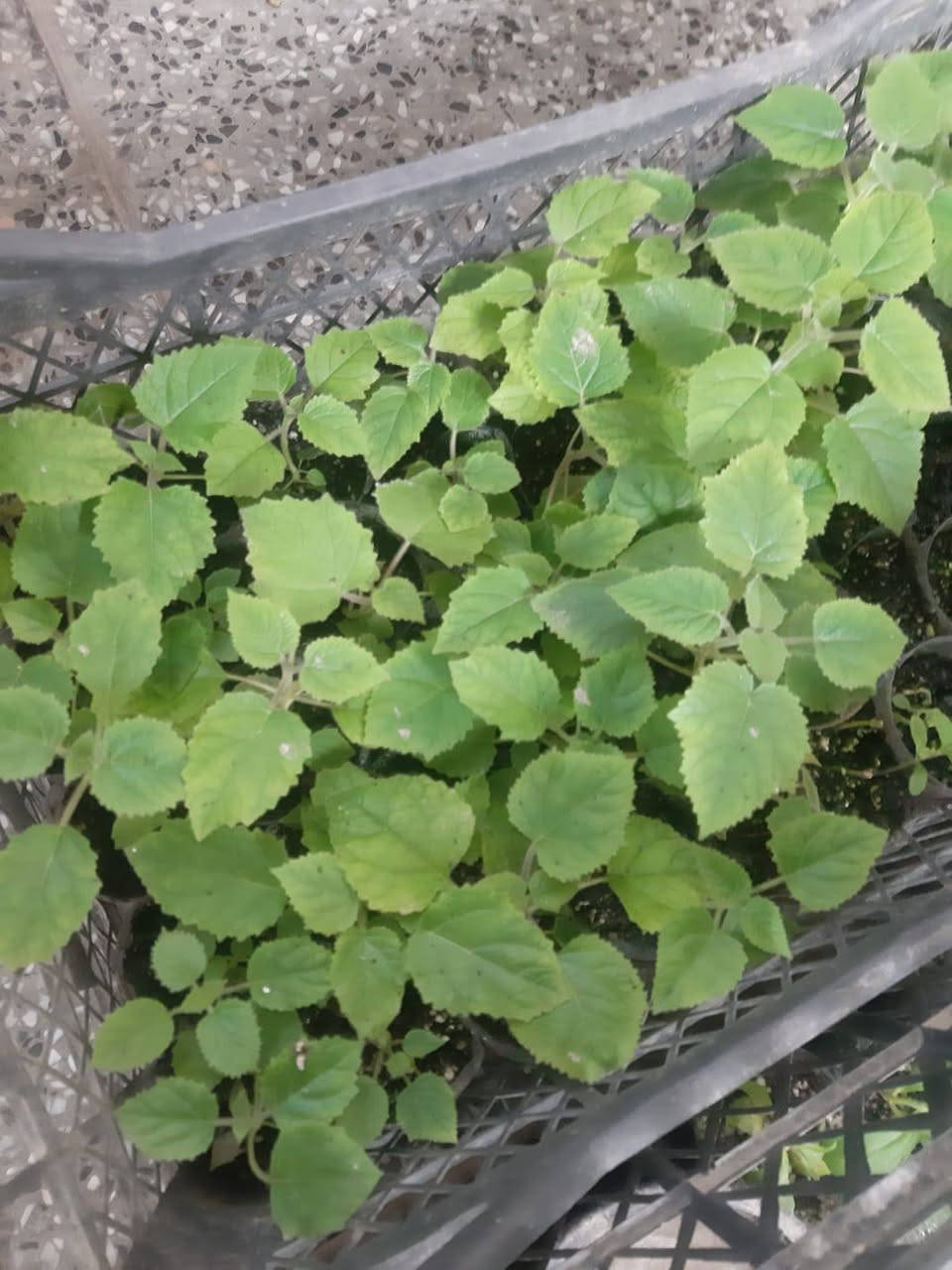 🌳 قريباً في مشتل الشاهين الزراعي 🌳

شتلات شجرة البولونيا صنف SH01 المتميزة ستكون متوفرة قريباً بإذن الله.

هذا الصنف من أفضل أصناف البولونيا التي أثبتت نجاحها وتحملها للظروف الحارة في العراق بعد التجربة، وهو مناسب للزراعة في الحدائق والمزارع والمشاريع الاستثمارية.

✨ مميزات بولونيا SH01:
✔ نمو سريع جداً مقارنة بمعظم الأشجار
✔ تتحمل الحرارة والظروف البيئية القاسية
✔ أوراق كبيرة تساعد على امتصاص ثاني أوكسيد الكربون وتنقية الهواء
✔ خشب عالي الجودة وخفيف الوزن يدخل في صناعات عديدة
✔ شجرة ظل ممتازة وتعطي منظراً جمالياً رائعاً

🌱 الشتلات ستكون متوفرة قريباً بكميات محدودة، لذلك ندعو الراغبين بالحجز المسبق إلى التواصل معنا.

📍 مشتل الشاهين الزراعي
الفرع الأول: بغداد – الدورة، الشارع المقابل لعلوة الرشيد قرب شركة دجلة للمشروبات الغازية خلف منطقة أبو دشير
📞 ***********

الفرع الثاني: بغداد – أبو غريب، خلف بانزين خانة جوهرة العدنان
📞 ***********

🌿 مشتل الشاهين الزراعي – ثقة وجودة في الشتلات المميزة.
للحجز أو الاستعلام مراسله الصفحه أو الاتصال بالأرقام بالمنشور
