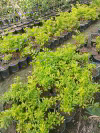 دورنتا ليمونيه ١٢٥٠الراشديه مقابل مستشفى حماد شهاب ٠٧٧٠٥٣٨٠٧٧٢