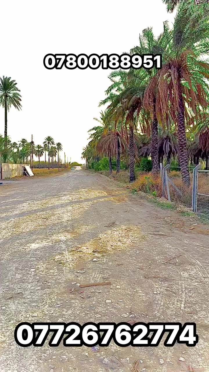 يا الله السلام عليكم دونم وجه 40 طابو 25 شارع 12 متر الي ينزل عليه واليربط بي 6 متر يبعد عن الشط 150م بنص المزارع والشاليهات العنوان بغداد المدائن سلمان باك منطقه الجعاره ع الشط للاستفسار *********** ***********
