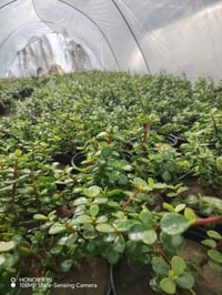 مشتل المجمعات • مشتل • نباتات