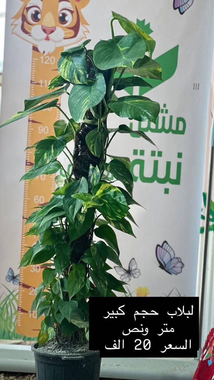 وصول وجبة جديدة – مشتل نبتة العضوي ✨🌱

يسرّنا إعلامكم بوصول وجبة مميزة من النباتات الداخلية والخارجية ذات الجودة العالية 🌿
تم اختيارها بعناية لتناسب المنازل، الحدائق، المكاتب والمشاريع التجارية.

🪴 النباتات الداخلية المتوفرة:
• نباتات زينة ورقية
• نباتات ظل فاخرة
• نباتات تنقية هواء ومكاتب

🌳 النباتات الخارجية:
• شتلات زينة وحدائق
• أشجار مثمرة وزينة
• شجيرات سياج وأرضيات خضراء

✅ جودة عالية
✅ نباتات صحية ومضمونة
✅ أسعار مناسبة ومنافسة

📍 العنوان: الرمادي – التأميم – شارع السيراميك
مقابل مجمع MPC السكني

🚚 تتوفر خدمة توصيل داخل الرمادي والمناطق القريبة

📞 للاستفسار والحجز: على الخاص او الاتصال على الرقم ***********

🌿 الكمية محدودة – سارعوا بالحجز �⁩
